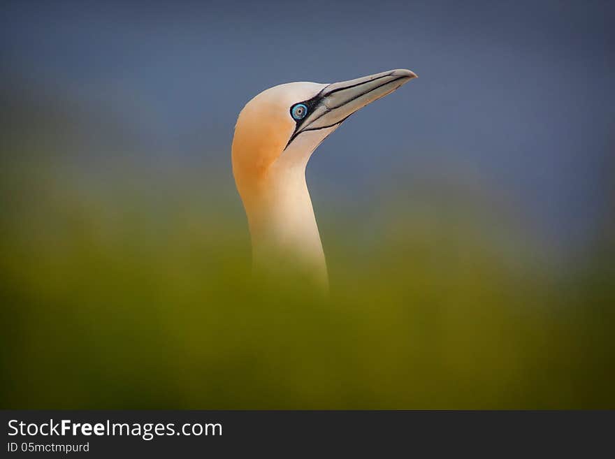 Gannet colony in Tere cliff. Gannet colony in Tere cliff