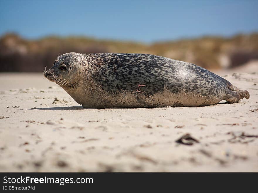 Seal