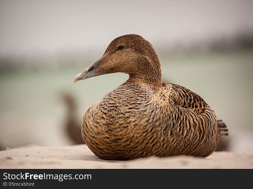 Eider sitting by the sea