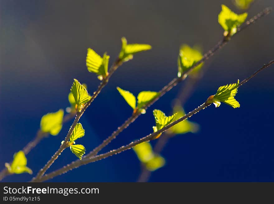 Green birch leaves