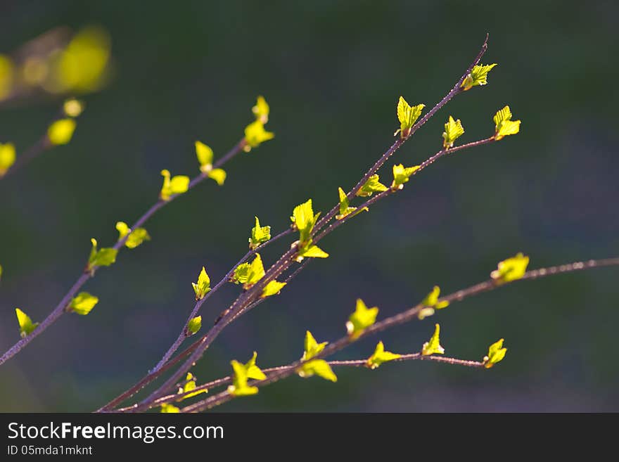 Green Birch Leaves