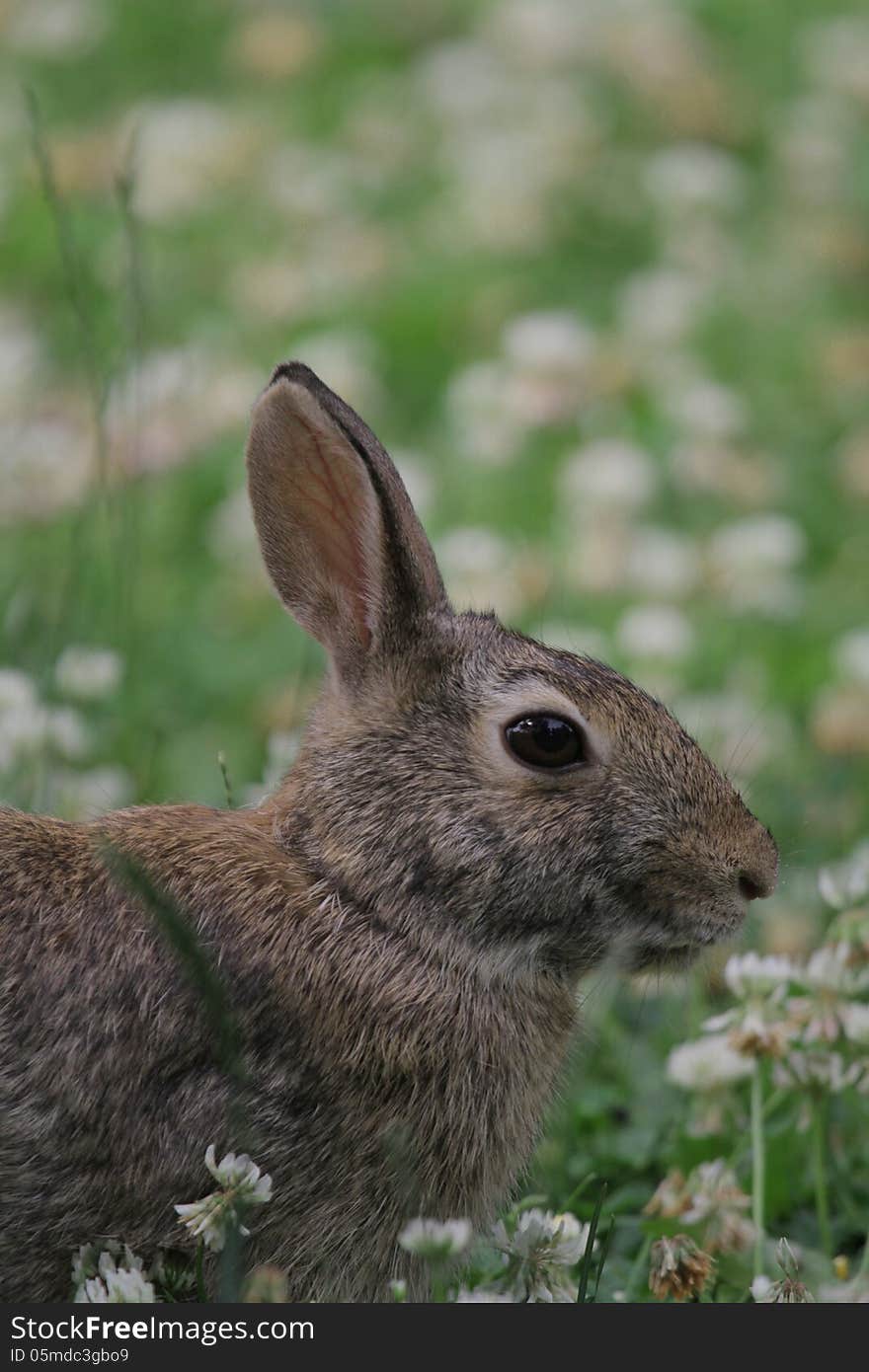 An eastern cottontail in our yard. An eastern cottontail in our yard.