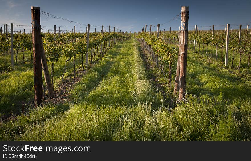 Vineyard