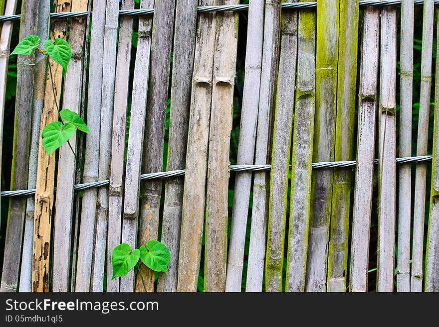 Old bamboo fence Slings with green leaves