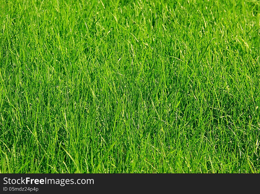 Green grass background