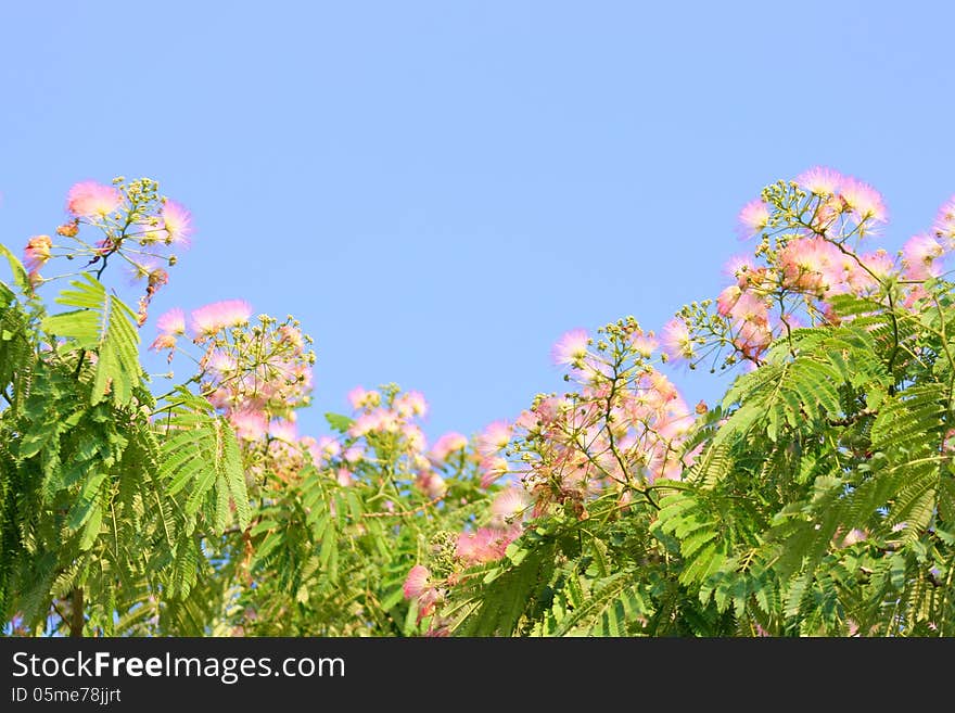 Blossoms of Silk Tree against blue sky