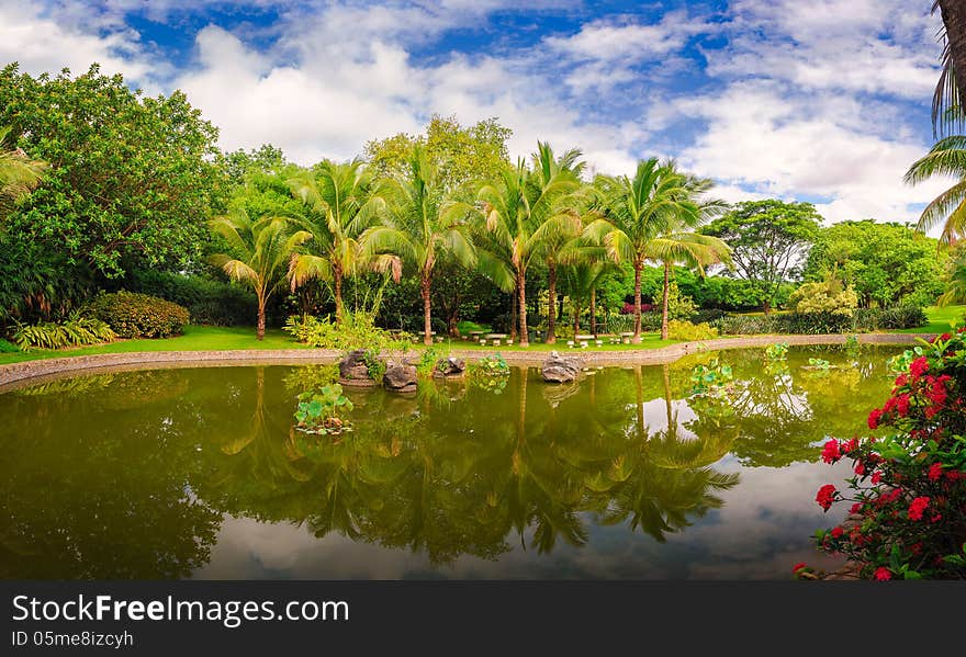 The lakeside coconut forest_landscape