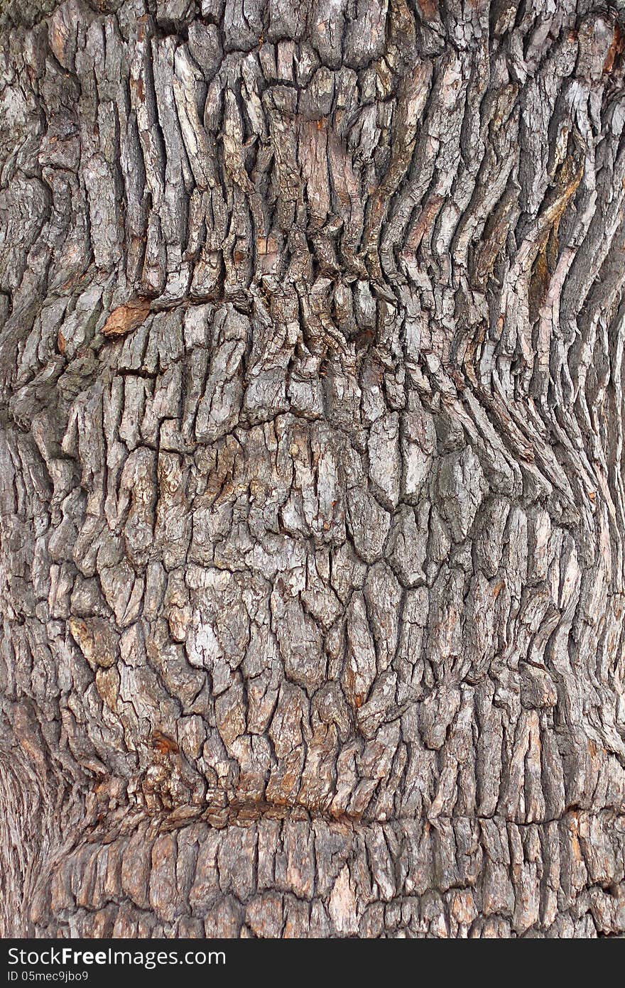 Giant oak bark texture, close-up photo