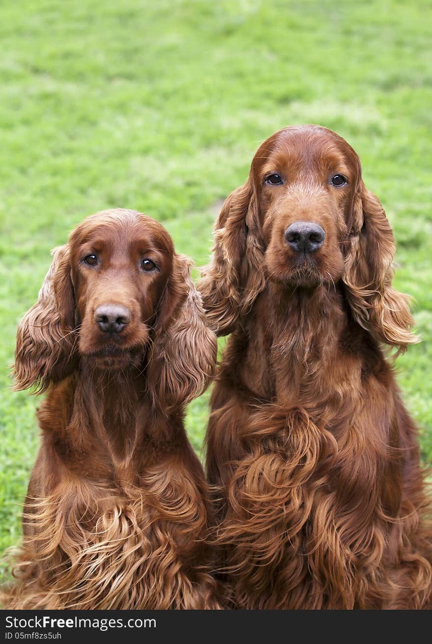 Curious Irish Setter pair looking at the camera. Curious Irish Setter pair looking at the camera