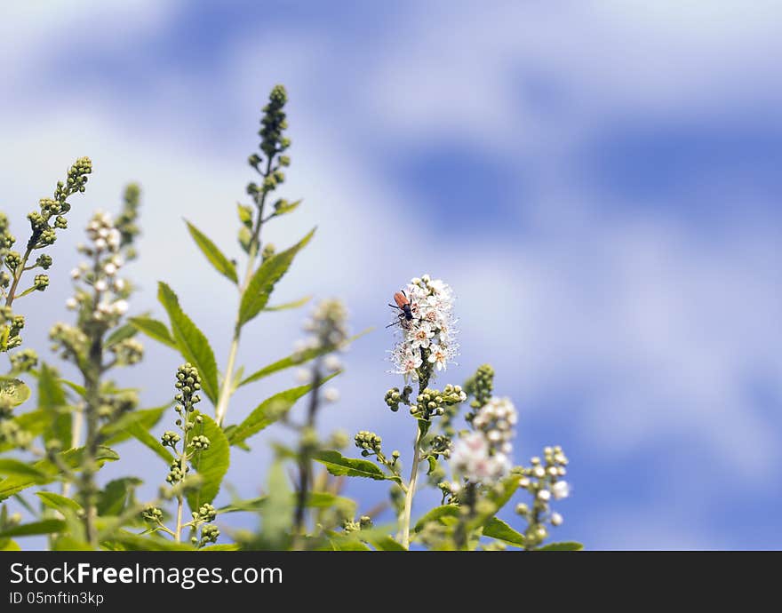 Spirea.