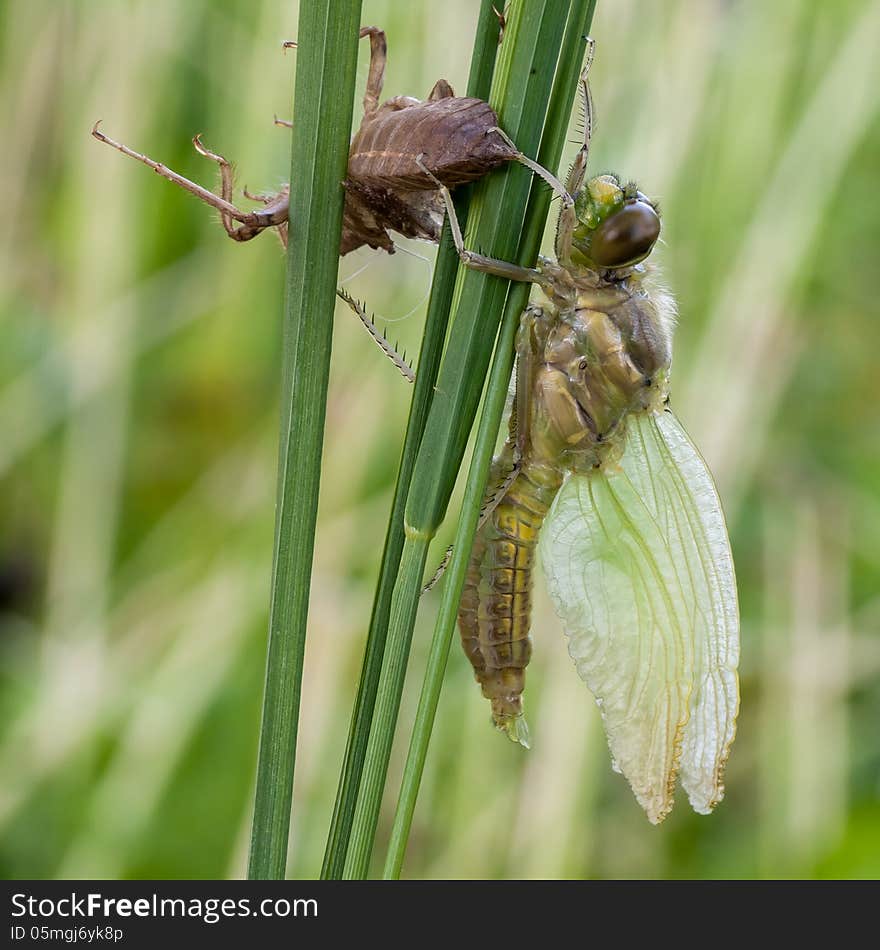 New generation of the Eurasian Baskettail (Epitheca bimaculata). Metamorphosis. New generation of the Eurasian Baskettail (Epitheca bimaculata). Metamorphosis.