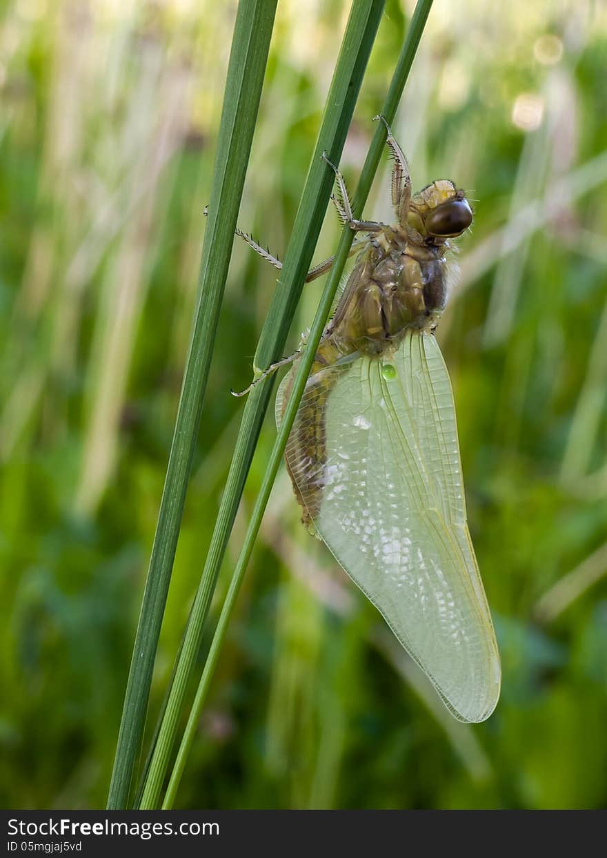 New generation of the Eurasian Baskettail (Epitheca bimaculata). New generation of the Eurasian Baskettail (Epitheca bimaculata).