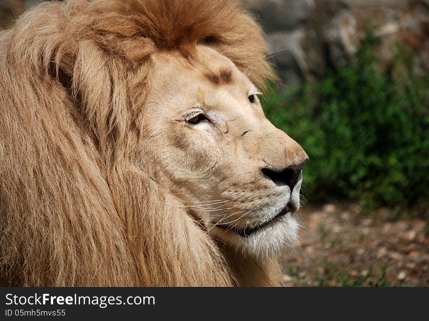 White lion portrait - close up