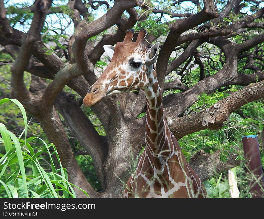 Giraffe in front of tree