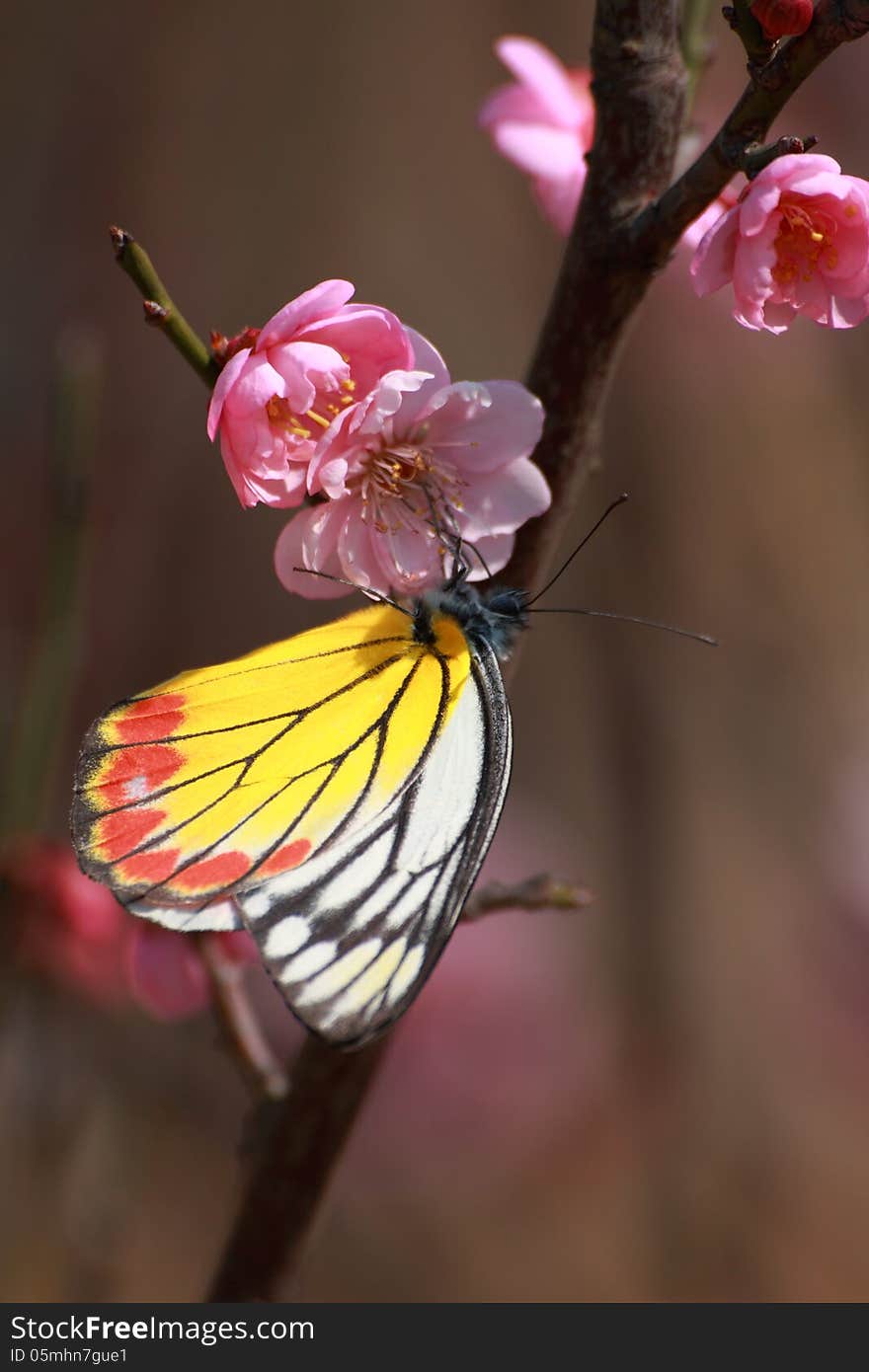 The plum blossoms are blooming in winter under the sun light. The plum blossoms are blooming in winter under the sun light