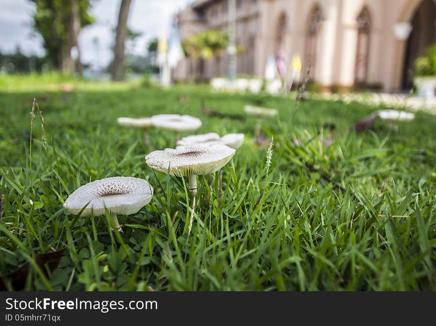 Mushrooms