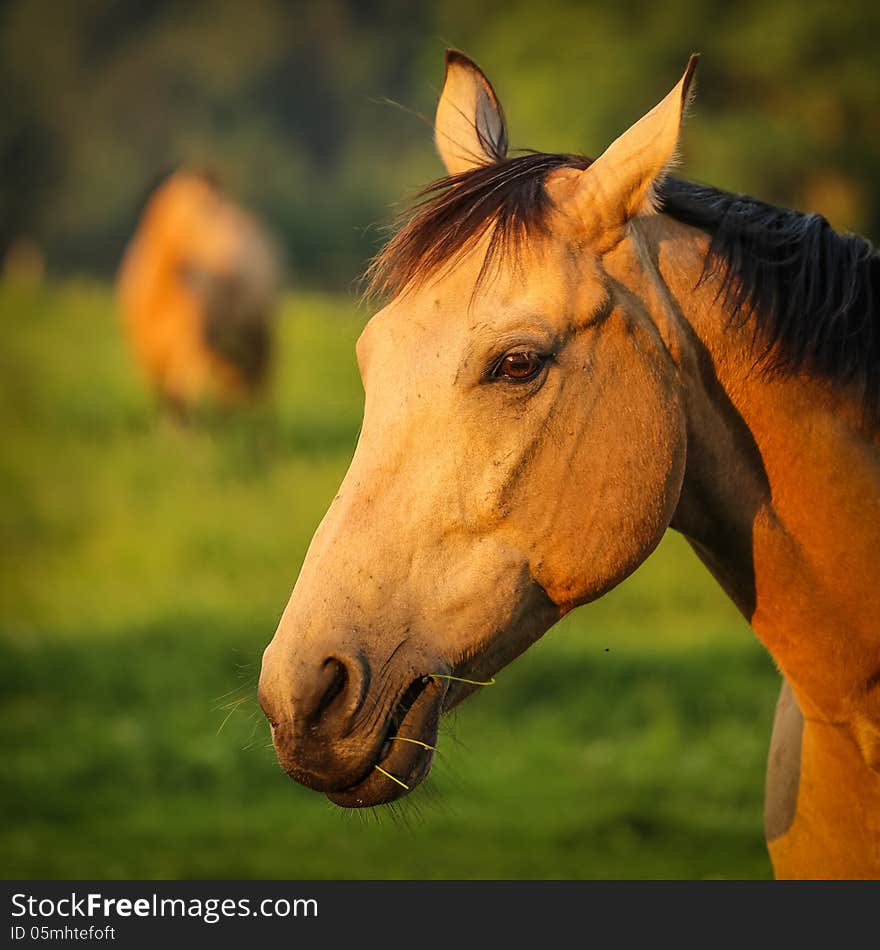 Horse in the meadow on spring. Horse in the meadow on spring