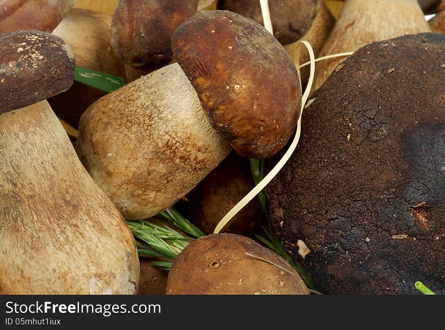 Porcini Mushrooms Background