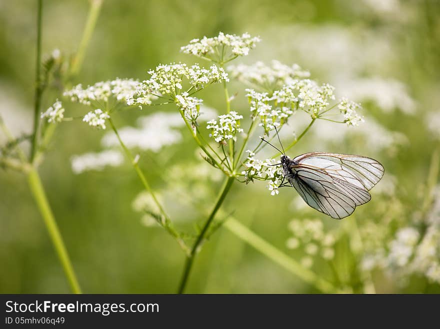 White butterfly on the flower