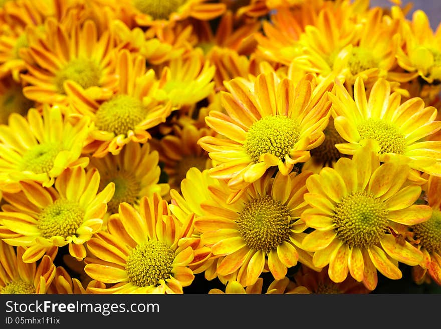 Top view of yellow chrysanthemum for backgrond use