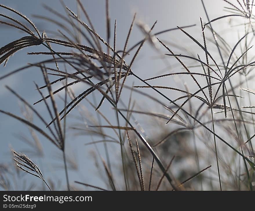 Rhodes grass windy background against bright sky