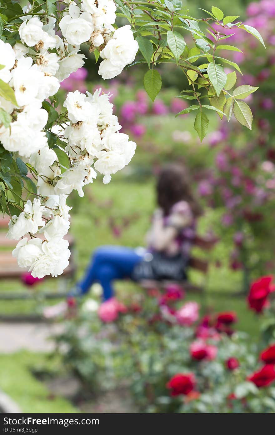 Rose Garden With Girl Sitting On A Bench