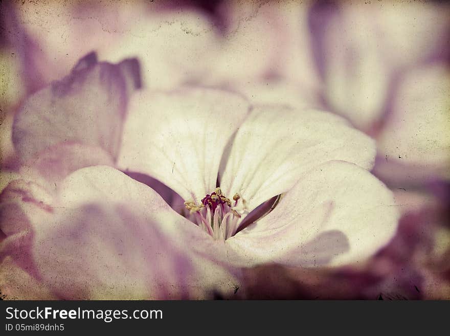 Vintage Close up on geranium. Vintage Close up on geranium