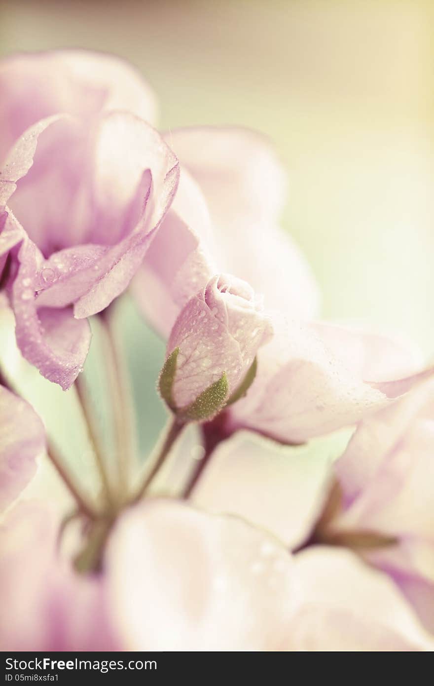 Vintage photo of pink flowers &x28;geranium&x29; with shallow dof