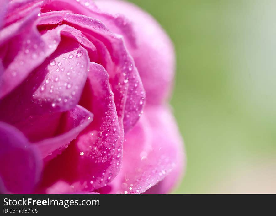 Beautiful Pink rose close up