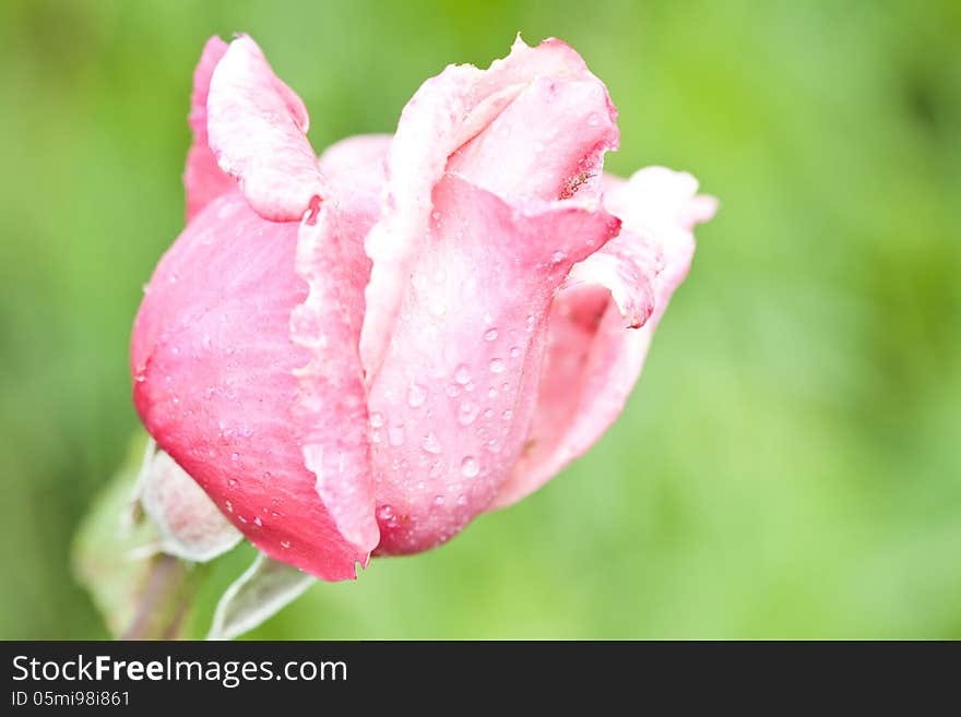 Beautiful Pink rose close up