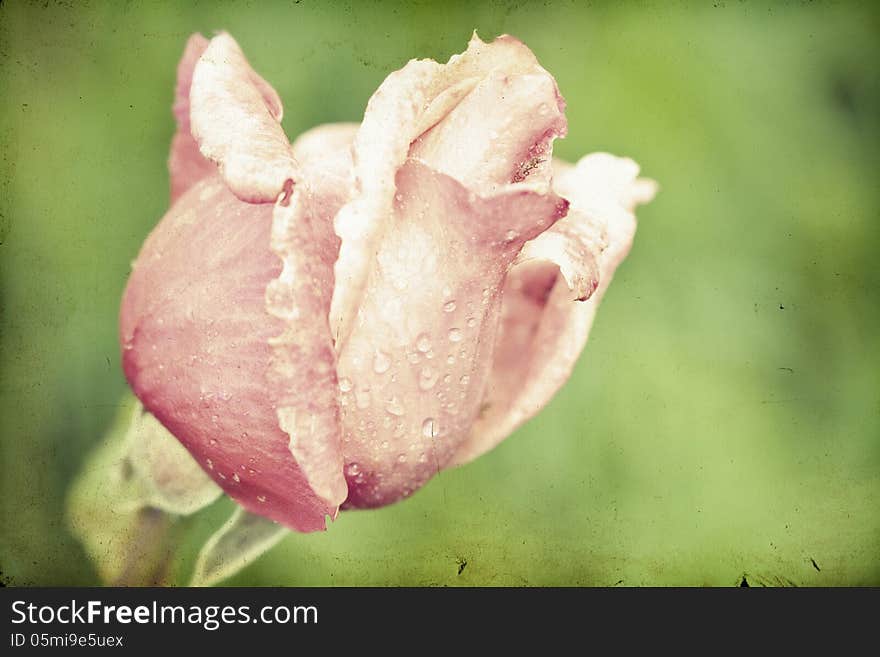 Pink roses on vintage background. Pink roses on vintage background