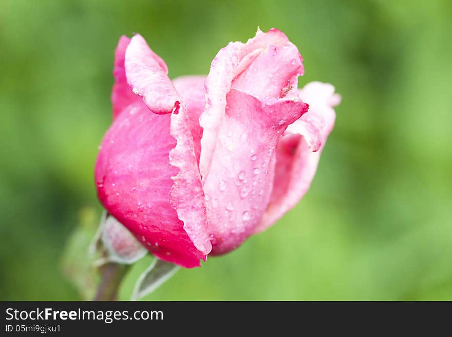 Beautiful Pink rose close up