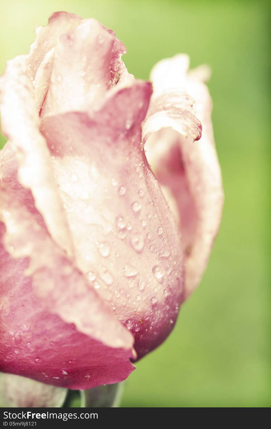 Beautiful Pink rose close up