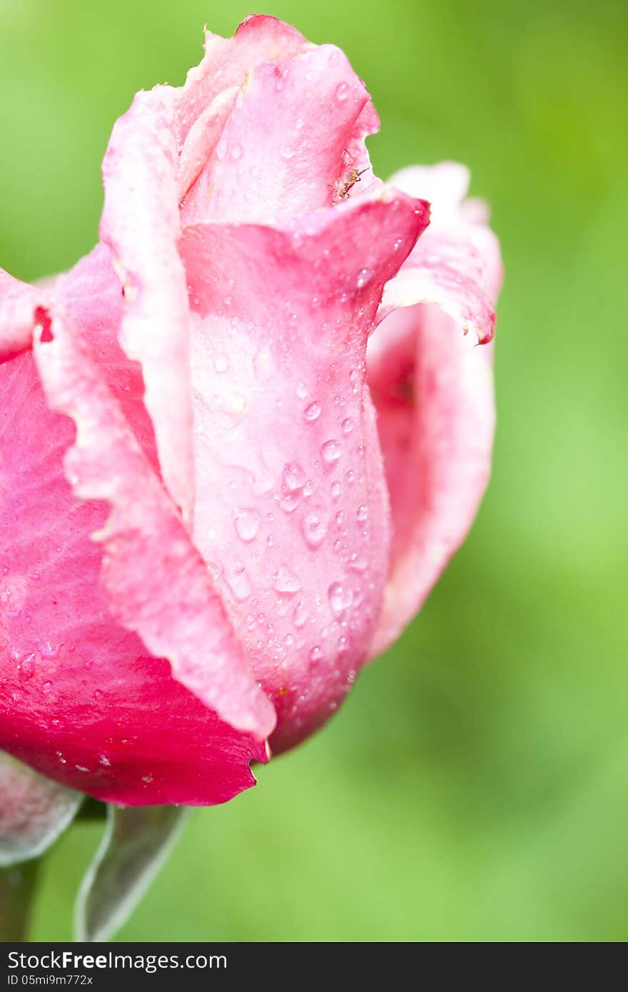 Beautiful Pink rose on vintage paper like background. Beautiful Pink rose on vintage paper like background