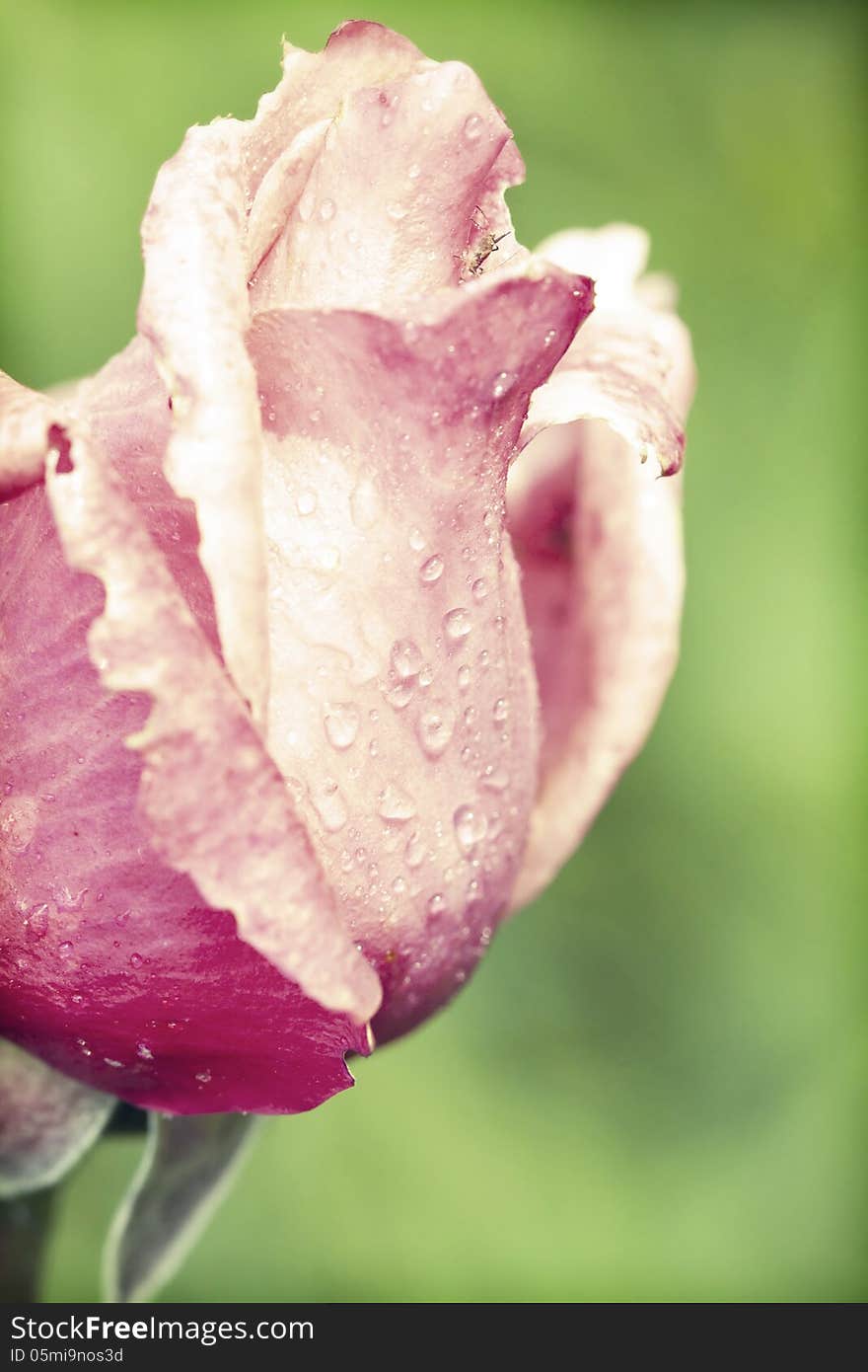 Beautiful Pink rose close up. Beautiful Pink rose close up