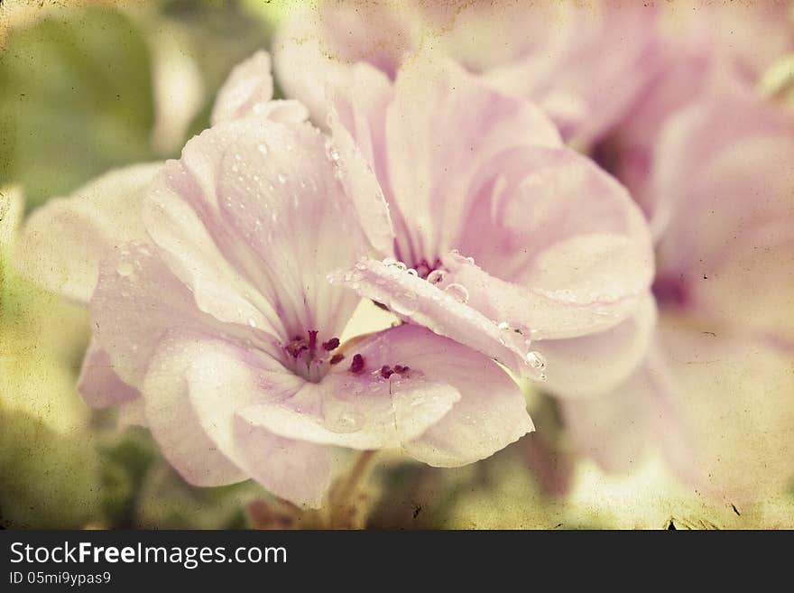 Vintage photo of pink flowers &x28;geranium&x29; with shallow dof