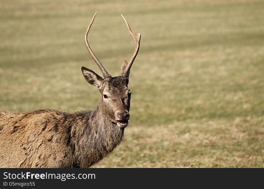 Red Deer.