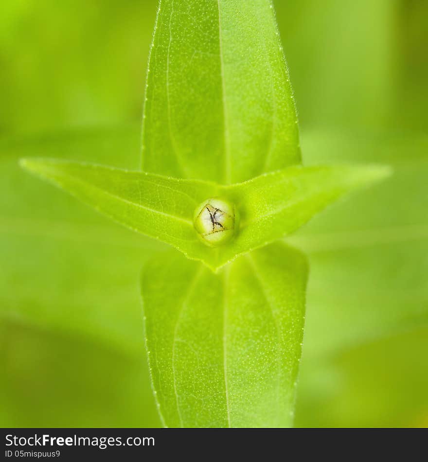 Top view daisy bud in nature, selective focus, shallow depth of field