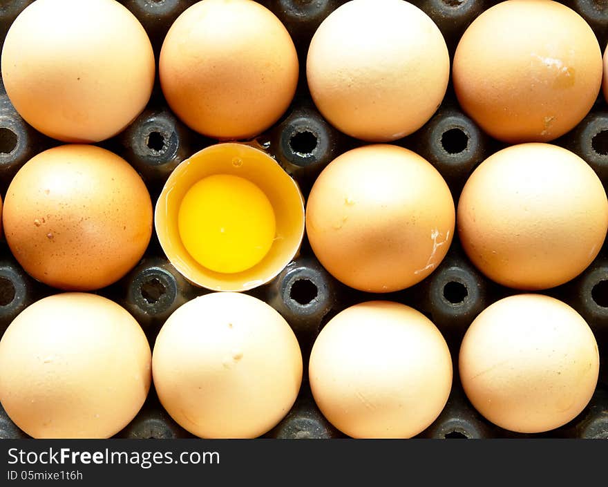 Eggs do not vary greatly. Cannibalism popular worldwide for it scored a good taste.