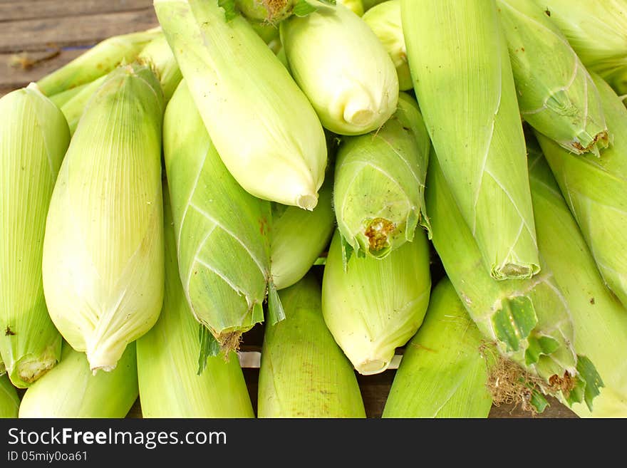 Corn crop that is both people and pets. The plant life of learning for my taste gradually. Widely cultivated in Europe and Asia. Corn crop that is both people and pets. The plant life of learning for my taste gradually. Widely cultivated in Europe and Asia.