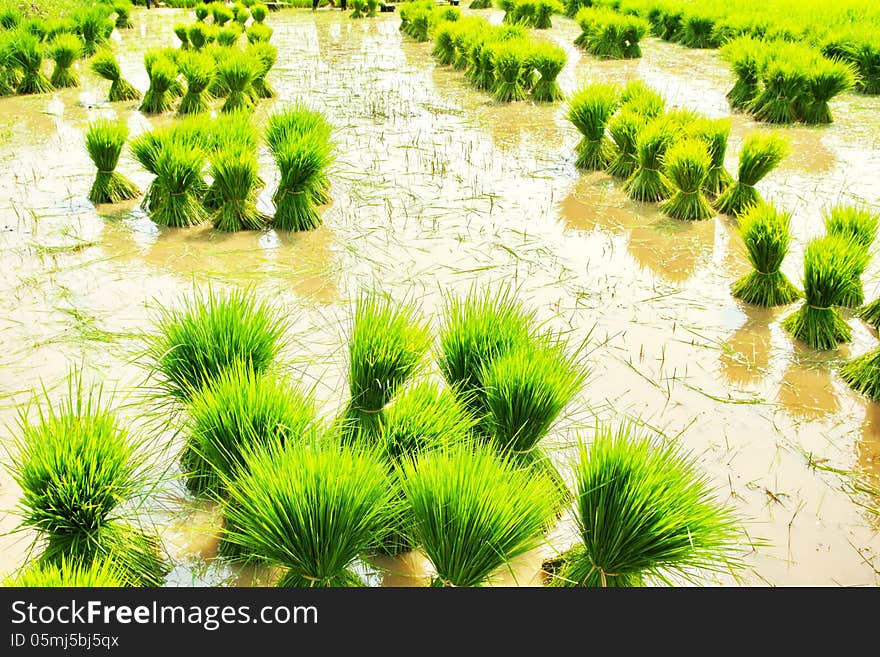 Paddy rice is the main food of Asian. Rice is done in Asian countries.