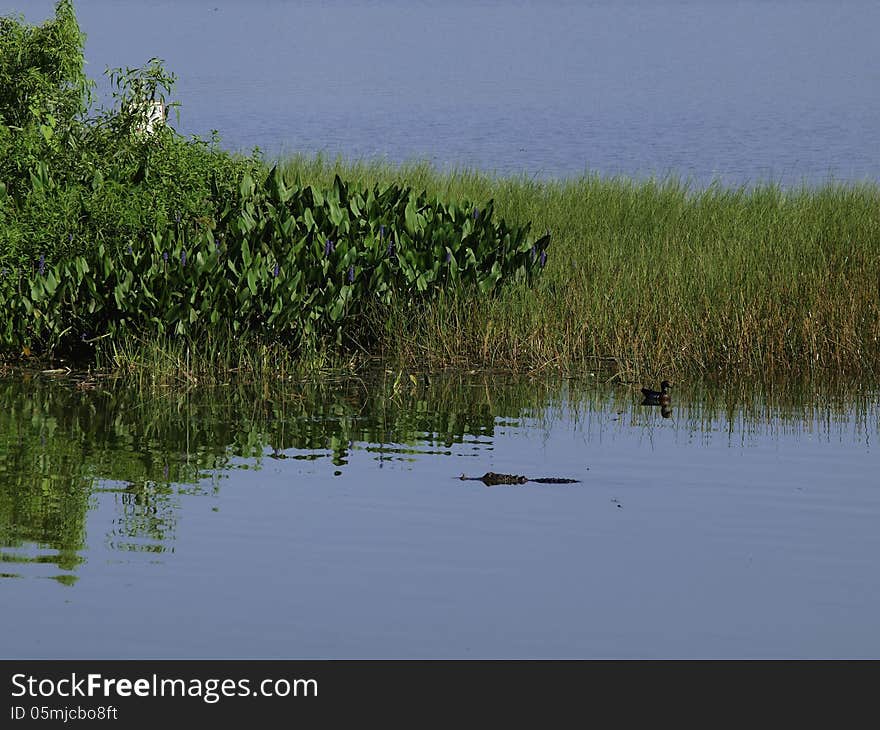 Gator and Duck