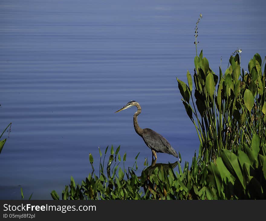 Heron