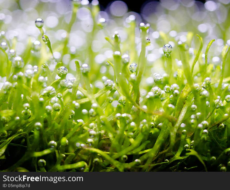 Oxygen bubble on riccia, Riccia is a genus of liverworts in the order Marchantiales