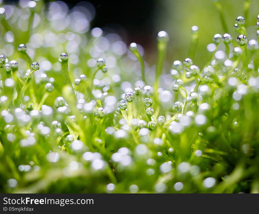 Oxygen bubble on riccia, Riccia is a genus of liverworts in the order Marchantiales