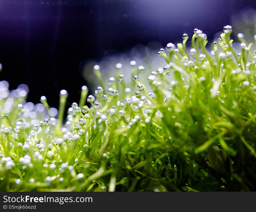 Oxygen bubble on riccia, Riccia is a genus of liverworts in the order Marchantiales