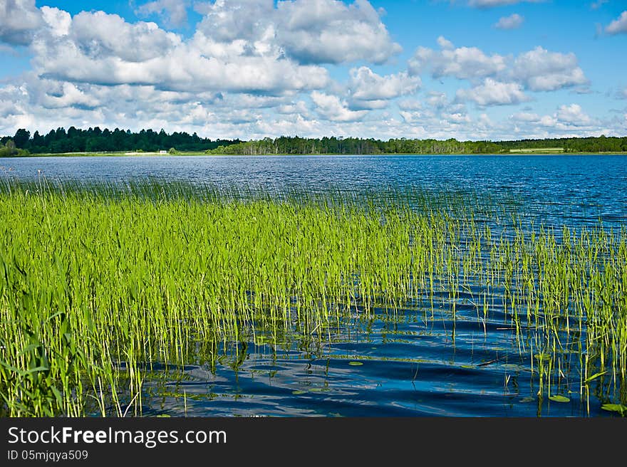 Greenery around the lake