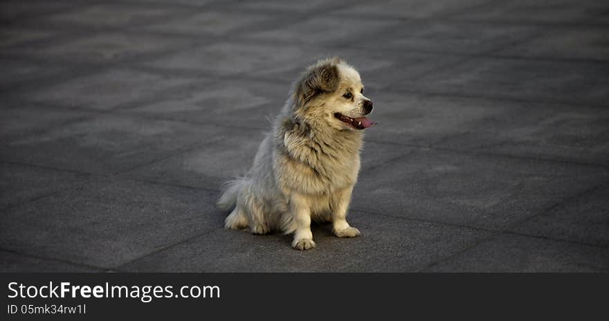 A dog was waiting for its owner. A dog was waiting for its owner.