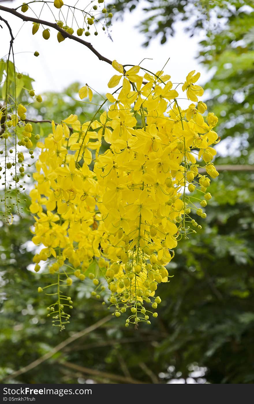 Golden Shower, Purging Cassia ( Cassis fistula Linn ) national flower of Thailand. Golden Shower, Purging Cassia ( Cassis fistula Linn ) national flower of Thailand