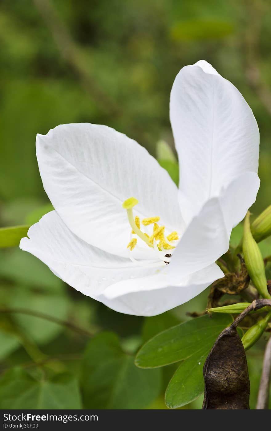 Snowy Orchid &x28; Bauhinia acuminata &x29